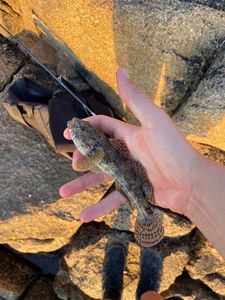 Giant Goby