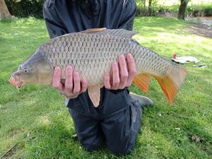 Common Carp