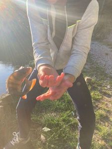 European Perch