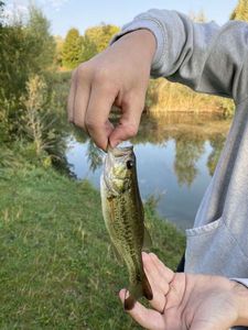 Largemouth Bass
