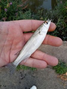 Thicklip Grey Mullet