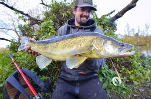Zander