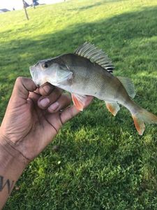 European Perch