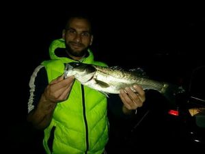European Bass (Seabass)