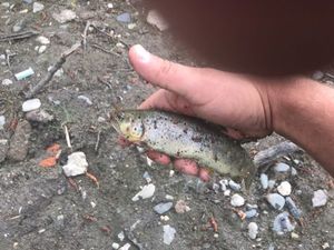 Brown Trout