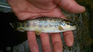 Brown Trout