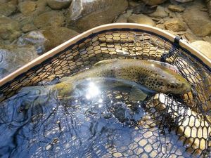 Brown Trout