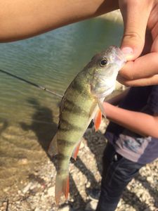 European Perch