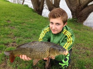 Common Carp