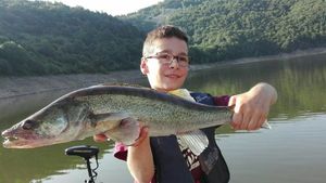 Zander
