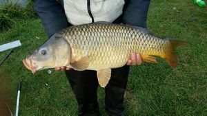 Common Carp