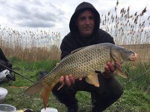 Common Carp