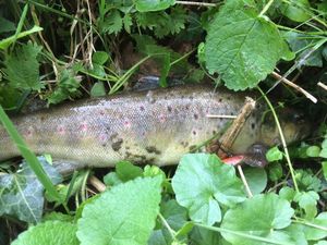 Brown Trout