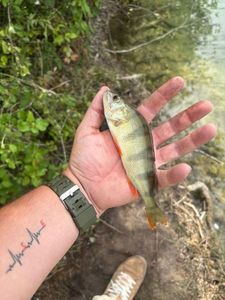 European Perch