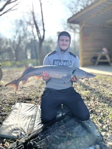Sturgeon