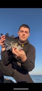 European Bass (Seabass)