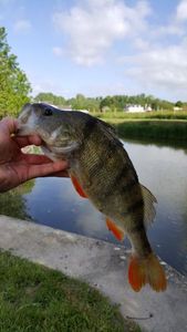 European Perch