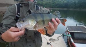 European Perch