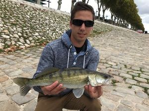 Zander