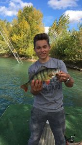 European Perch