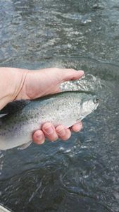 Rainbow Trout