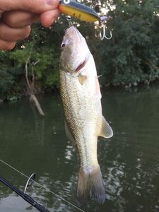 Largemouth Bass