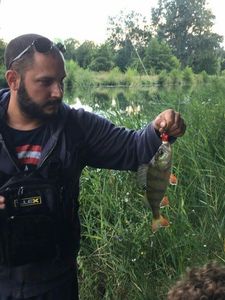 European Perch