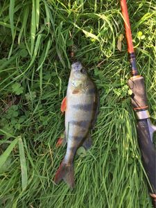 European Perch
