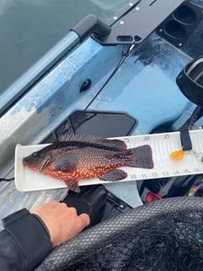 Ballan Wrasse