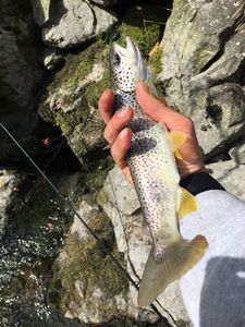 Brown Trout