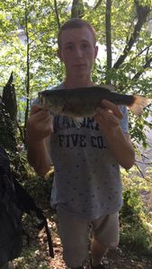 Largemouth Bass