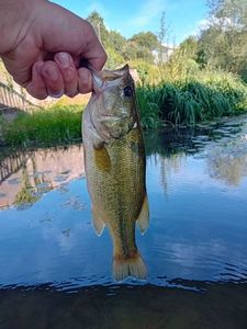 Largemouth Bass
