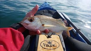Blackspot Seabream