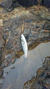 European Bass (Seabass)