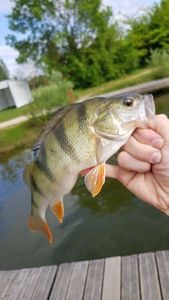European Perch