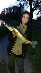 Zander