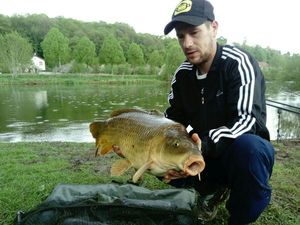 Common Carp