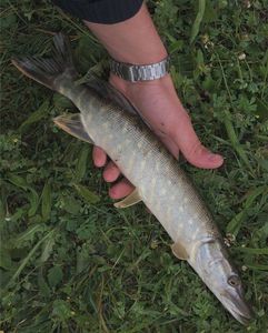 Northern Pike