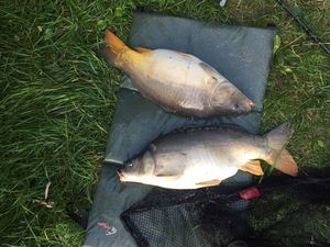 Mirror Carp