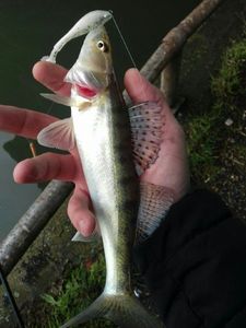Zander