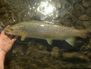 Brown Trout