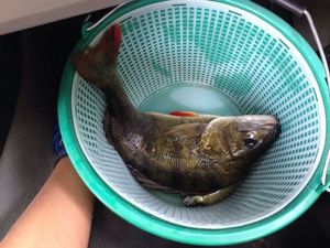 European Perch