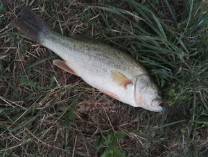 Largemouth Bass
