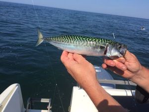 Mackerel
