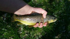 Brown Trout