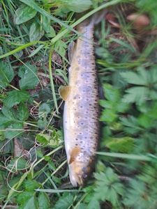 Brown Trout