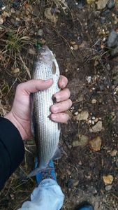 Grayling caught by Ju 57