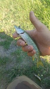 Northern Pike