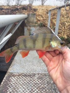 European Perch