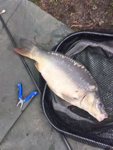 Mirror Carp